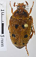  (Lyraphora bassii - MIC60967-002)  @11 [ ] CreativeCommons  Attribution (by) (2017) Christian Moeseneder MIC