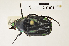  (Chlorobapta - MIC61041-004)  @14 [ ] CreativeCommons  Attribution (by) (2016) Christian Moeseneder MIC