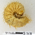  (Tapinoschema lacunosa - MIC61101-008)  @12 [ ] CreativeCommons - Attribution Share-Alike (2017) Christian Moeseneder Research Collection of Christian H. Moeseneder, Microuniverse Cetoniinae Research Collection