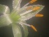  (Chlorophytum heynei - CHY-CHLO-1)  @11 [ ] Copyright (2014) Kunal A. Kale Deptrment of Biotechnology, SGB Amtravati, University