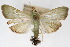  (Parotis sp. 10ZY - CNCLEP00075545)  @11 [ ] CreativeCommons - Attribution Non-Commercial Share-Alike (2010) Jean-Francois Landry, CNC and Zhaofu Yang, BIO Canadian National Collections