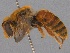  (Chrysocolletes aureus - SAMA 32-39911)  @11 [ ] CreativeCommons Attribution NonCommercial ShareAlike (2024) Remko Leijs South Australian Museum