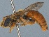  (Chrysocolletes doreyi - SAMA 32-38438)  @11 [ ] CreativeCommons Attribution NonCommercial ShareAlike (2024) Remko Leijs South Australian Museum