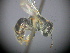  (Lasioglossum mundulum - RL1812)  @12 [ ] CreativeCommons - Attribution Non-Commercial Share-Alike (2012) Remko Leijs South Australian Museum