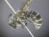  (Trichocolletes sp. RLCR1 - RL1767)  @12 [ ] CreativeCommons - Attribution Non-Commercial Share-Alike (2012) Remko Leijs South Australian Museum