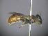  (Euhesma sp. RLCR1 - RL1789A)  @11 [ ] CreativeCommons - Attribution Non-Commercial Share-Alike (2012) Remko Leijs South Australian Museum