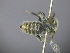  (Leioproctus sp. RLCR6 - RL1806A)  @11 [ ] CreativeCommons - Attribution Non-Commercial Share-Alike (2012) Remko Leijs South Australian Museum