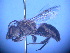  (Leioproctus sp. RLCD1 - CCDB-12240-E6)  @14 [ ] CreativeCommons - Attribution Non-Commercial Share-Alike (2013) Remko Leijs South Australian Museum