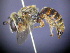  (Chrysocolletes - CCDB-03790-B6)  @14 [ ] CreativeCommons - Attribution Non-Commercial Share-Alike (2013) Remko Leijs South Australian Museum