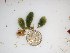  (Caulerpa chemnitzia - GWS023176)  @11 [ ] Unspecified (default): All Rights Reserved  Unspecified Unspecified