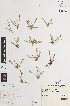  (Sphenopus - iAF70_diva087)  @11 [ ] CreativeCommons - Attribution Non-Commercial Share-Alike (2014) Hele Vonow State Herbarium of South Australia, PO Box 2732, Kent Town, South Australia 5071, Australia