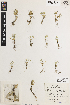  ( - iAP09_hent960)  @11 [ ] CreativeCommons - Attribution Non-Commercial Share-Alike (2014) Brendan Lepschi Australian National Herbarium, GPO Box 1600, Canberra, A.C.T. 2601, Australia