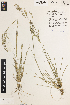  ( - iAP14_keysb150)  @11 [ ] CreativeCommons - Attribution Non-Commercial Share-Alike (2014) Brendan Lepschi Australian National Herbarium, GPO Box 1600, Canberra, A.C.T. 2601, Australia