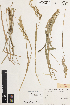  (Poa subvestita - iAE91_subv786)  @11 [ ] CreativeCommons - Attribution Non-Commercial Share-Alike (2014) Brendan Lepschi Australian National Herbarium, GPO Box 1600, Canberra, A.C.T. 2601, Australia