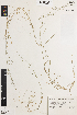  ( - iAE88_imbe794)  @11 [ ] CreativeCommons - Attribution Non-Commercial Share-Alike (2014) Brendan Lepschi Australian National Herbarium, GPO Box 1600, Canberra, A.C.T. 2601, Australia