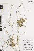  ( - iAP34_malt424)  @11 [ ] CreativeCommons - Attribution Non-Commercial Share-Alike (2014) Brendan Lepschi Australian National Herbarium, GPO Box 1600, Canberra, A.C.T. 2601, Australia
