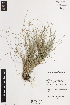  ( - iAH67_indu061)  @11 [ ] CreativeCommons - Attribution Non-Commercial Share-Alike (2014) Brendan Lepschi Australian National Herbarium, GPO Box 1600, Canberra, A.C.T. 2601, Australia