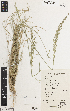  ( - iAH65_indu255)  @11 [ ] CreativeCommons - Attribution Non-Commercial Share-Alike (2014) Brendan Lepschi Australian National Herbarium, GPO Box 1600, Canberra, A.C.T. 2601, Australia