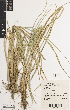  ( - iAH64_foli576)  @11 [ ] CreativeCommons - Attribution Non-Commercial Share-Alike (2014) Brendan Lepschi Australian National Herbarium, GPO Box 1600, Canberra, A.C.T. 2601, Australia