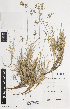  ( - iAG23_gunn915)  @11 [ ] CreativeCommons - Attribution Non-Commercial Share-Alike (2014) Josephine Milne National Herbarium of Victoria, Royal Botanic Gardens Melbourne, Private Bag 2000, South Yarra, Victoria 3141, Australia