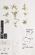  ( - iAG27_infi059)  @11 [ ] CreativeCommons - Attribution Non-Commercial Share-Alike (2014) Josephine Milne National Herbarium of Victoria, Royal Botanic Gardens Melbourne, Private Bag 2000, South Yarra, Victoria 3141, Australia