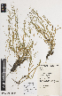 ( - iAG28_infi123)  @11 [ ] CreativeCommons - Attribution Non-Commercial Share-Alike (2014) Josephine Milne National Herbarium of Victoria, Royal Botanic Gardens Melbourne, Private Bag 2000, South Yarra, Victoria 3141, Australia