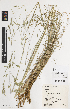  (Hookerochloa - iAE65_erio383)  @11 [ ] CreativeCommons - Attribution Non-Commercial Share-Alike (2014) Josephine Milne National Herbarium of Victoria, Royal Botanic Gardens Melbourne, Private Bag 2000, South Yarra, Victoria 3141, Australia