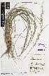  ( - iAE66_hook238)  @11 [ ] CreativeCommons - Attribution Non-Commercial Share-Alike (2014) Josephine Milne National Herbarium of Victoria, Royal Botanic Gardens Melbourne, Private Bag 2000, South Yarra, Victoria 3141, Australia