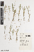  ( - iAH01_rigi015)  @11 [ ] CreativeCommons - Attribution Non-Commercial Share-Alike (2014) Josephine Milne National Herbarium of Victoria, Royal Botanic Gardens Melbourne, Private Bag 2000, South Yarra, Victoria 3141, Australia