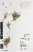  ( - iAE50_siebc698)  @11 [ ] CreativeCommons - Attribution Non-Commercial Share-Alike (2014) Josephine Milne National Herbarium of Victoria, Royal Botanic Gardens Melbourne, Private Bag 2000, South Yarra, Victoria 3141, Australia
