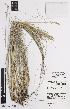  ( - iAG75_poif921)  @11 [ ] CreativeCommons - Attribution Non-Commercial Share-Alike (2014) Josephine Milne National Herbarium of Victoria, Royal Botanic Gardens Melbourne, Private Bag 2000, South Yarra, Victoria 3141, Australia