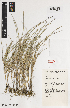  ( - iAE18_strig929)  @11 [ ] CreativeCommons - Attribution Non-Commercial Share-Alike (2014) Josephine Milne National Herbarium of Victoria, Royal Botanic Gardens Melbourne, Private Bag 2000, South Yarra, Victoria 3141, Australia