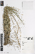  ( - iAG83_hiem941)  @11 [ ] CreativeCommons - Attribution Non-Commercial Share-Alike (2014) Josephine Milne National Herbarium of Victoria, Royal Botanic Gardens Melbourne, Private Bag 2000, South Yarra, Victoria 3141, Australia