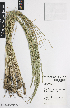  ( - iAE43_labl394)  @11 [ ] CreativeCommons - Attribution Non-Commercial Share-Alike (2014) Josephine Milne National Herbarium of Victoria, Royal Botanic Gardens Melbourne, Private Bag 2000, South Yarra, Victoria 3141, Australia