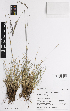  (Festuca nigrescens - iAG93_nigr931)  @11 [ ] CreativeCommons - Attribution Non-Commercial Share-Alike (2014) Josephine Milne National Herbarium of Victoria, Royal Botanic Gardens Melbourne, Private Bag 2000, South Yarra, Victoria 3141, Australia