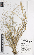  (Lachnagrostis - iAE78_adam130)  @11 [ ] CreativeCommons - Attribution Non-Commercial Share-Alike (2014) Josephine Milne National Herbarium of Victoria, Royal Botanic Gardens Melbourne, Private Bag 2000, South Yarra, Victoria 3141, Australia