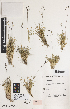  ( - iAG21_gunn883)  @11 [ ] CreativeCommons - Attribution Non-Commercial Share-Alike (2014) Josephine Milne National Herbarium of Victoria, Royal Botanic Gardens Melbourne, Private Bag 2000, South Yarra, Victoria 3141, Australia