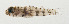  ( - AUST-047)  @11 [ ] CreativeCommons  Attribution Non-Commercial (by-nc) (2013) Unspecified Smithsonian Institution National Museum of Natural History
