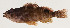  (Amblycirrhitus unimacula - AUST-212)  @11 [ ] CreativeCommons  Attribution Non-Commercial (by-nc) (2013) Unspecified Smithsonian Institution National Museum of Natural History