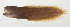  (Alionematichthys piger - AUST-072)  @11 [ ] CreativeCommons  Attribution Non-Commercial (by-nc) (2013) Unspecified Smithsonian Institution National Museum of Natural History
