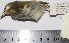  (Lophotriccus vitiosus - MHNSM MUSM-Orn-15692)  @11 [ ] Copyright (2014) Unspecified Museo de Historia Natural