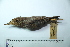  (Furnarius torridus - MUSM-Orn-02901)  @11 [ ] CreativeCommons - Attribution Non-Commercial Share-Alike (2017) Unspecified Universidad Nacional Mayor de San Marcos, Museo de Historia Natural