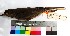  (Agriornis albicauda - MUSM-Orn-03006)  @11 [ ] CreativeCommons - Attribution Non-Commercial Share-Alike (2017) Unspecified Universidad Nacional Mayor de San Marcos, Museo de Historia Natural