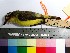  (Conopias trivirgatus - MUSM-Orn-03119)  @11 [ ] CreativeCommons - Attribution Non-Commercial Share-Alike (2017) Unspecified Universidad Nacional Mayor de San Marcos, Museo de Historia Natural