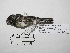  (Sporophila peruviana - MUSM-Orn-03845)  @11 [ ] CreativeCommons - Attribution Non-Commercial Share-Alike (2018) MHN-UNMSM Universidad Nacional Mayor de San Marcos, Museo de Historia Natural