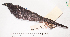  (Molothrus oryzivorus - MUSM-Orn-04216)  @11 [ ] CreativeCommons - Attribution Non-Commercial Share-Alike (2017) Unspecified Universidad Nacional Mayor de San Marcos, Museo de Historia Natural