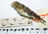 (Sporophila sp - MUSM-Orn-05013)  @11 [ ] CreativeCommons - Attribution Non-Commercial Share-Alike (2017) Unspecified Universidad Nacional Mayor de San Marcos, Museo de Historia Natural