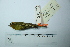  (Hemispingus calophrys - MUSM-Orn-10387)  @11 [ ] CreativeCommons - Attribution Non-Commercial Share-Alike (2017) Unspecified Universidad Nacional Mayor de San Marcos, Museo de Historia Natural