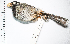  (Saltator nigriceps - MUSM-Orn-12822)  @11 [ ] CreativeCommons - Attribution Non-Commercial Share-Alike (2017) Unspecified Universidad Nacional Mayor de San Marcos, Museo de Historia Natural