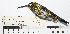  (Taphrospilus hypostictus - MUSM-Orn-13607)  @11 [ ] CreativeCommons - Attribution Non-Commercial Share-Alike (2017) Unspecified Universidad Nacional Mayor de San Marcos, Museo de Historia Natural